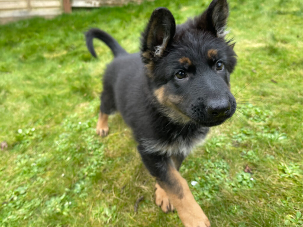 Meet Lola our GSD pictured here at 10 weeks