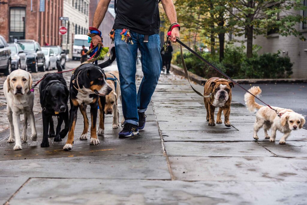 a man walking lots of dogs